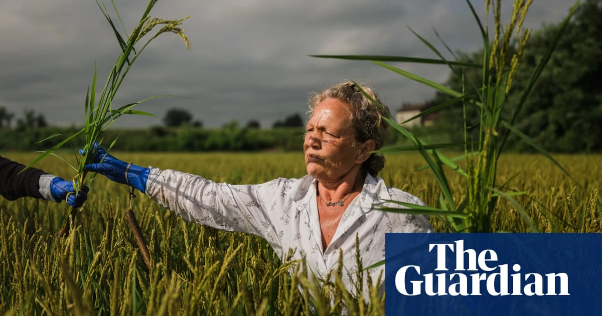 Risotto crisis: the fight to save Italy’s beloved dish from extinction