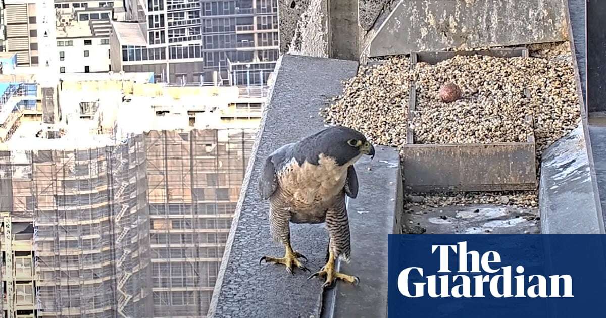 New peregrine in town: female falcon becomes latest to nest atop Melbourne skyscraper