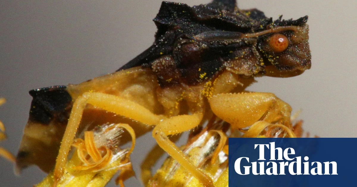 Climate crisis has impact on insects’ colours and sex lives, study finds