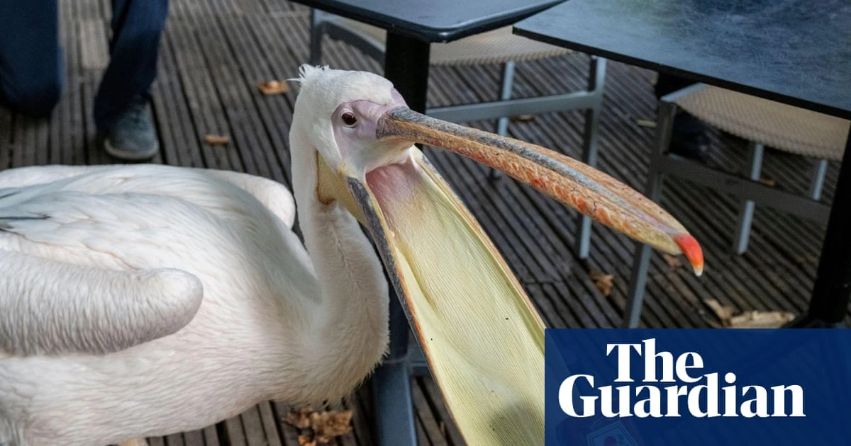 Week in wildlife: a hopeful pelican, peregrine chicks and cute baby numbats
