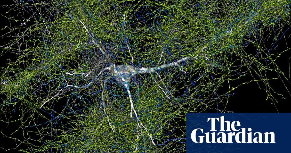 Scientists find 57,000 cells and 150m neural connections in tiny sample of human brain