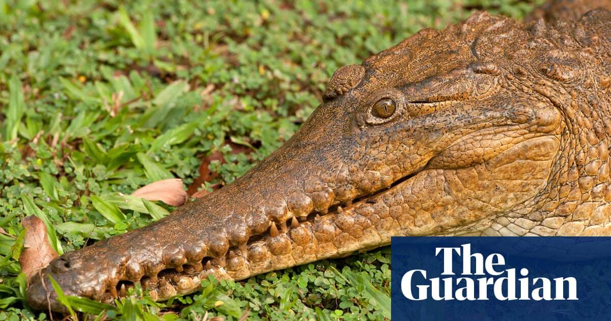 Snappy customer: crocodile captured after walking into Queensland service station