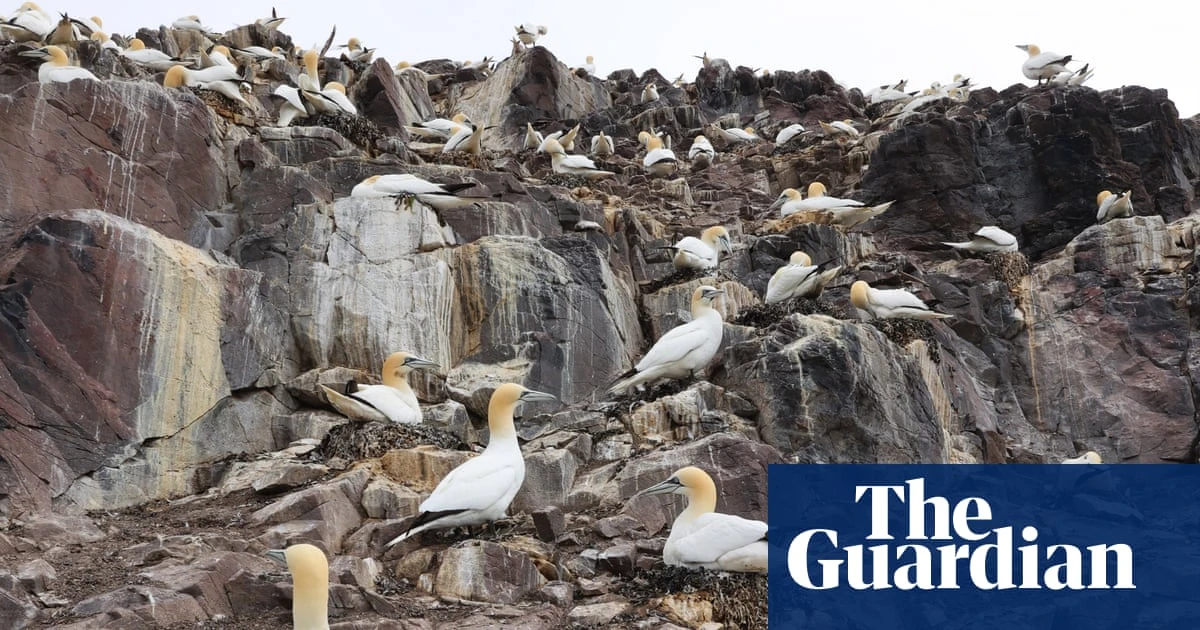 Call to phase out ‘inhumane’ guga hunt by working with Hebridean islanders