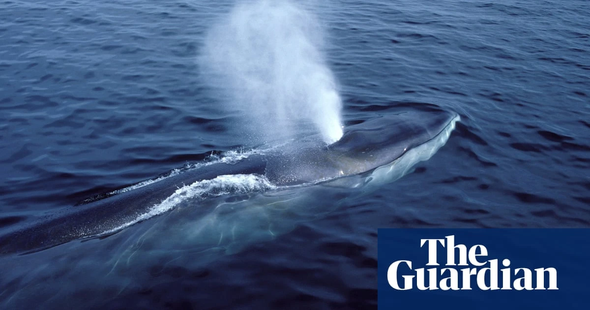 Australian government ‘deeply disappointed’ by Japan’s decision to expand commercial whaling target list