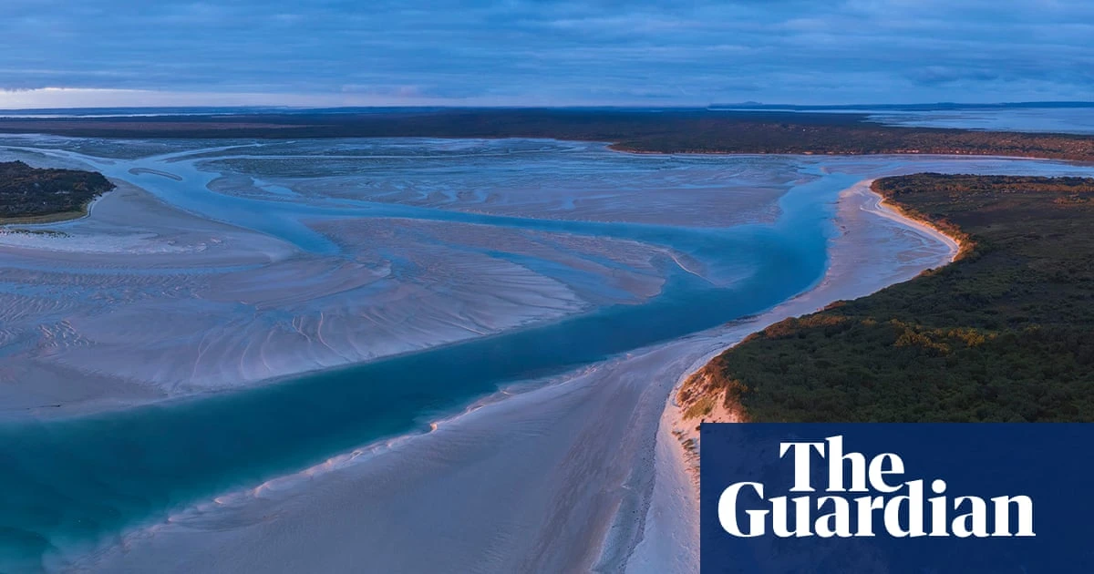 Labor greenlights contentious Robbins Island windfarm despite fears for endangered orange-bellied parrot
