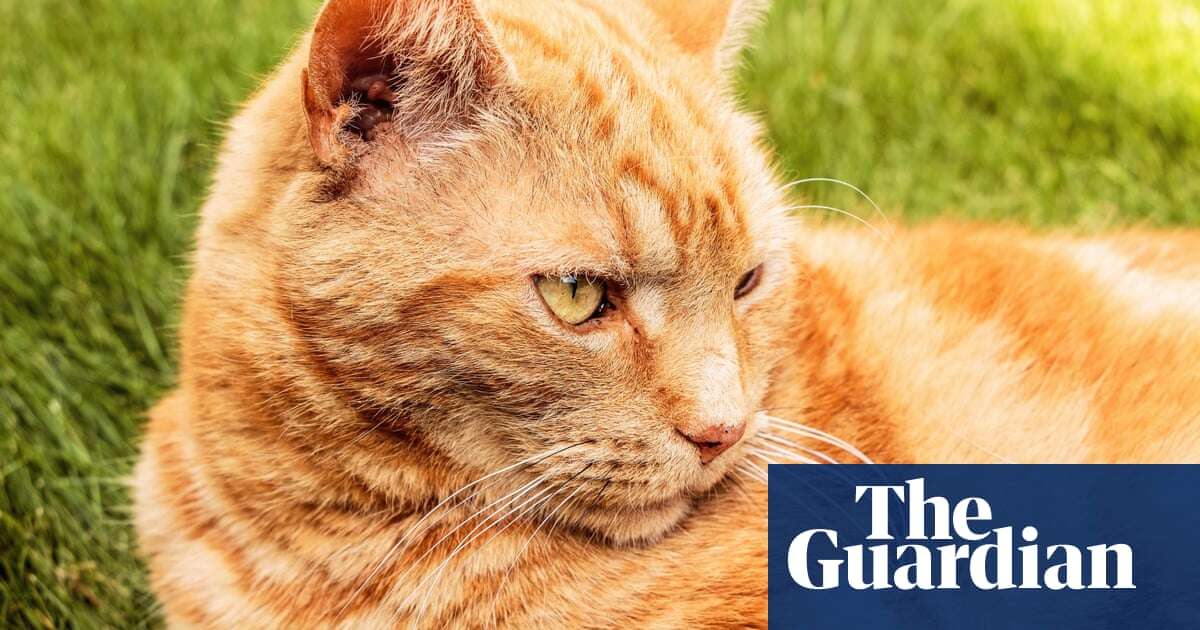 How my ginger tom became a terrible klepto-cat | Letter