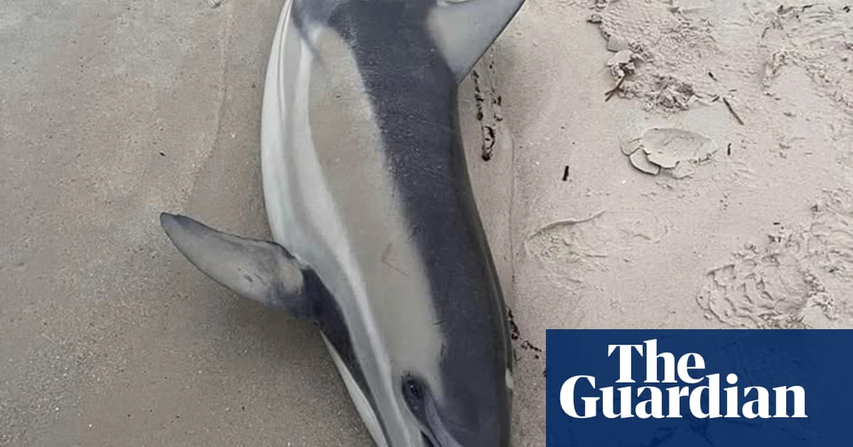 Labor to use black summer-era measure to fast-track algal bloom response as dolphin washes up on beach