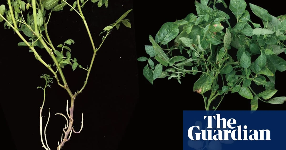 ‘This wasn’t obvious’: the potato evolved from a tomato ancestor, researchers find
