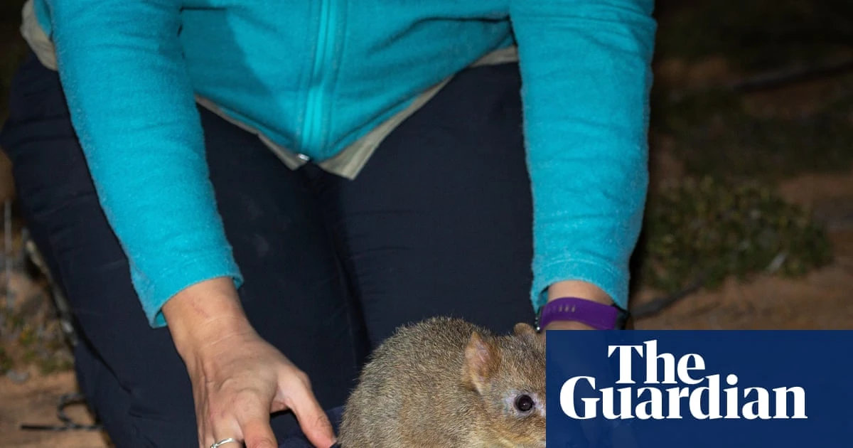 Brush-tailed bettongs released into Mount Gibson sanctuary – video