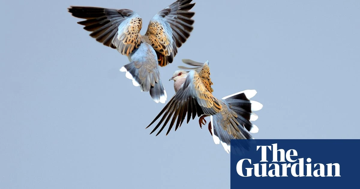 Conservationists race to rescue England’s turtle doves from extinction