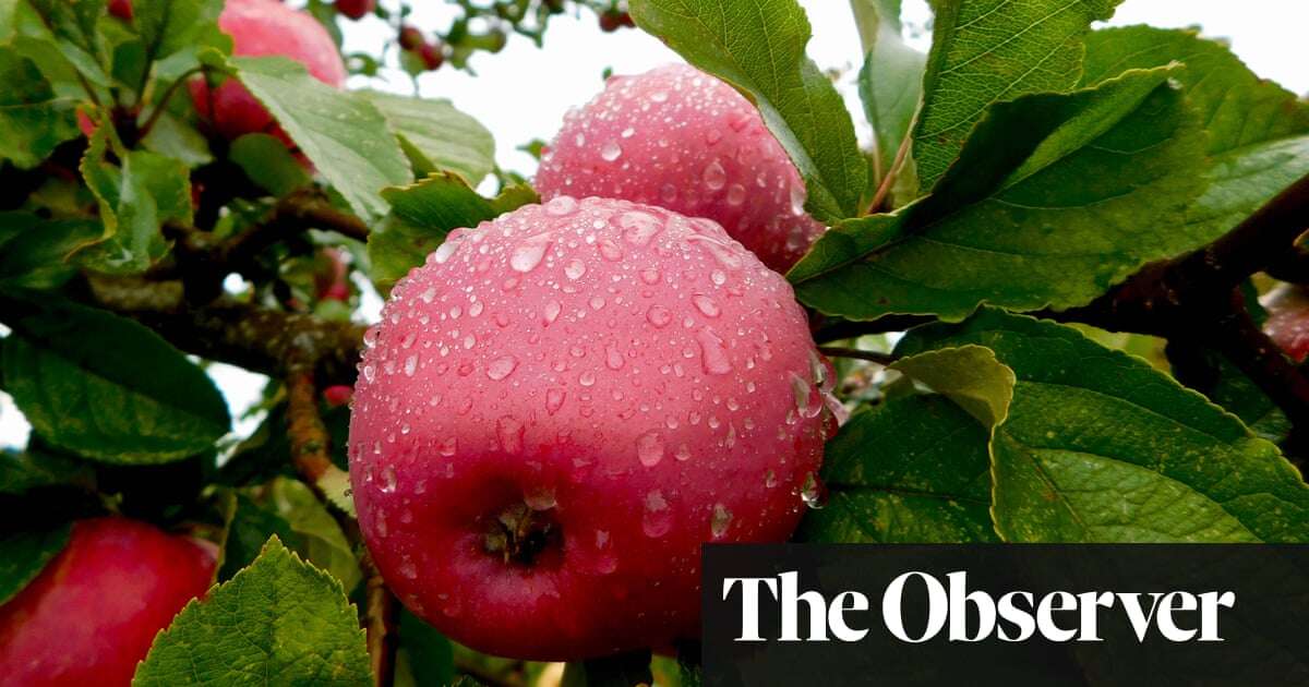 Save our cider: apple growers and producers call on government to protect traditional ‘native wine of England’