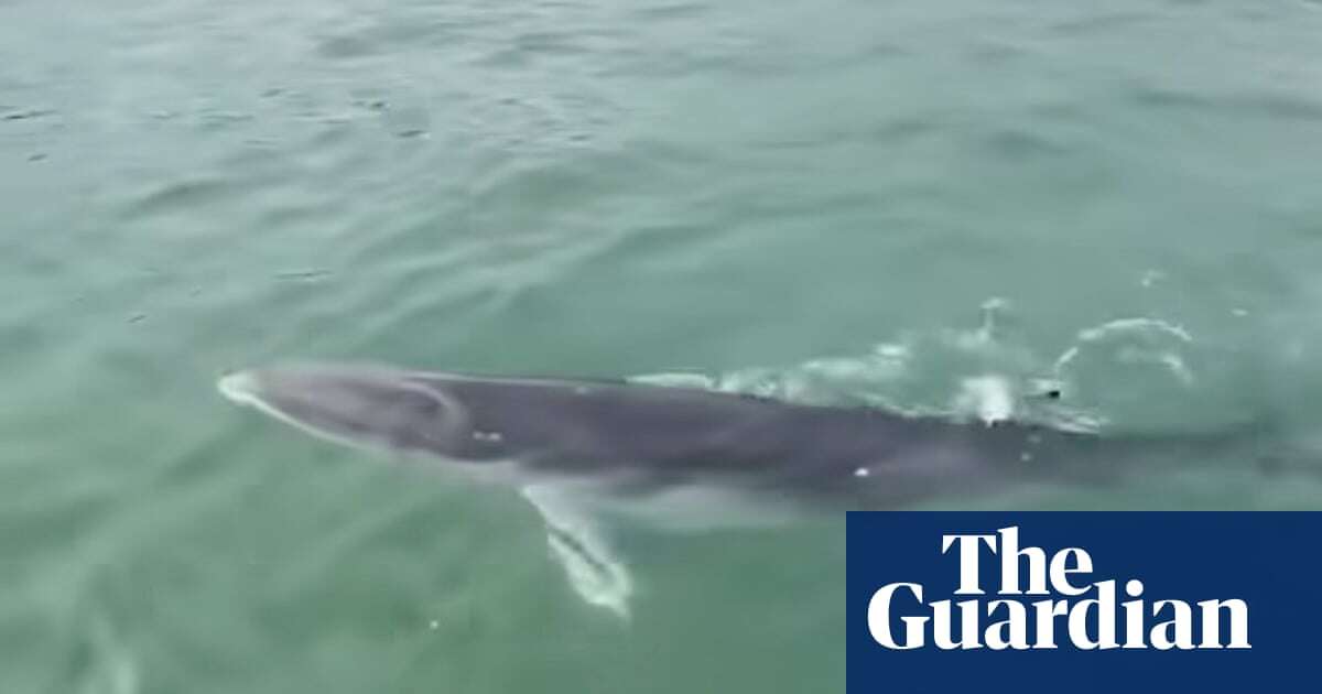 ‘Very rare’ sighting of juvenile Antarctic minke whale off Sydney coast