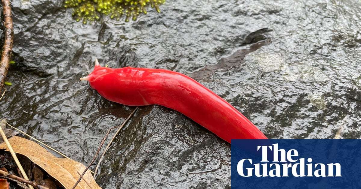 Giant pink slug makes a comeback on extinct volcano in NSW national park