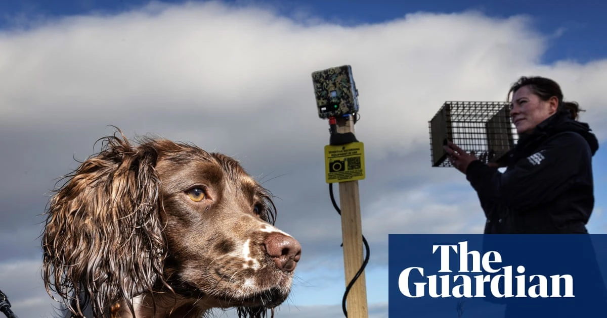 ‘There were stoats in kitchen cupboards’: AI deployed to help save Orkney’s birds