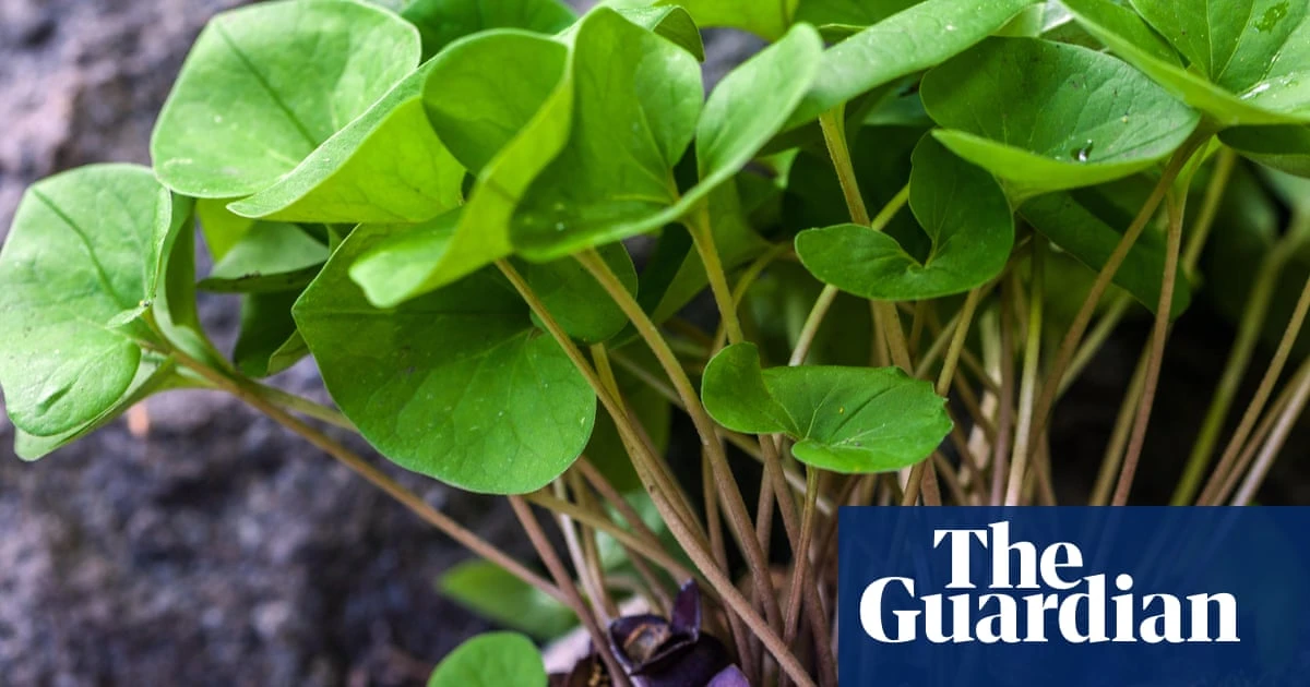 Scientists find ‘mutant’ gene behind foul-smelling species of wild ginger