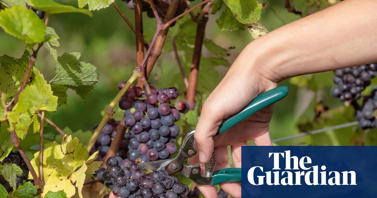 A vintage year? British growers harvest their grapes early after a dry, hot summer