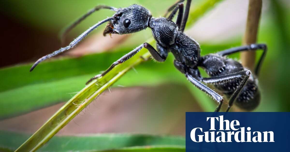 Do worms feel pain and are ants happy? Why the science on invertebrate feelings is evolving