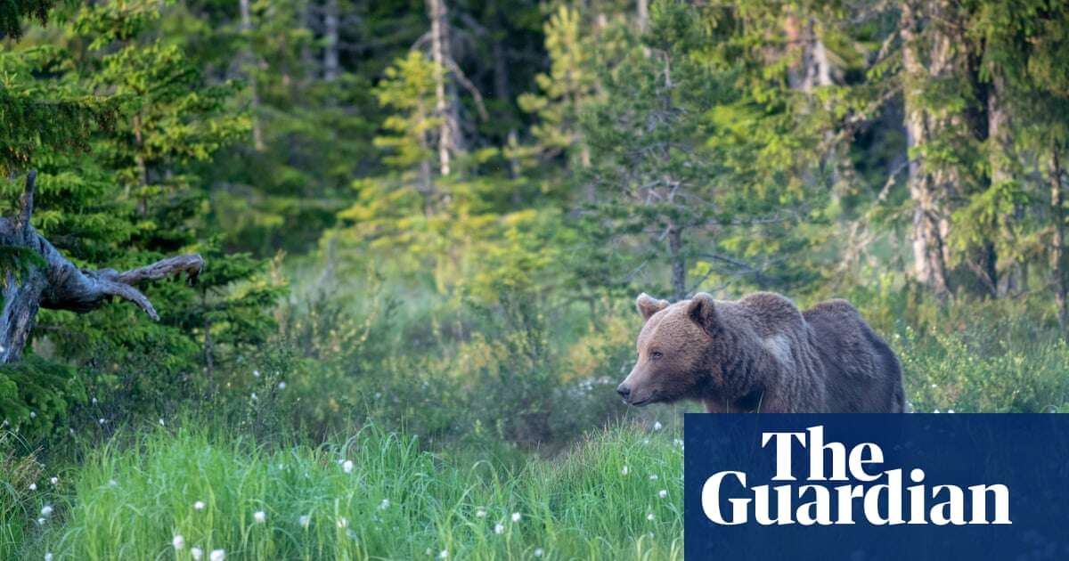 Swedish hunters kill more than 150 brown bears in first days of annual cull