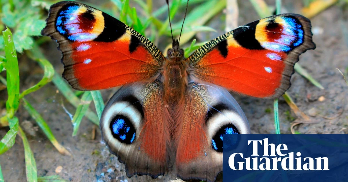 Butterfly genomes have barely changed for 250m years, study reveals
