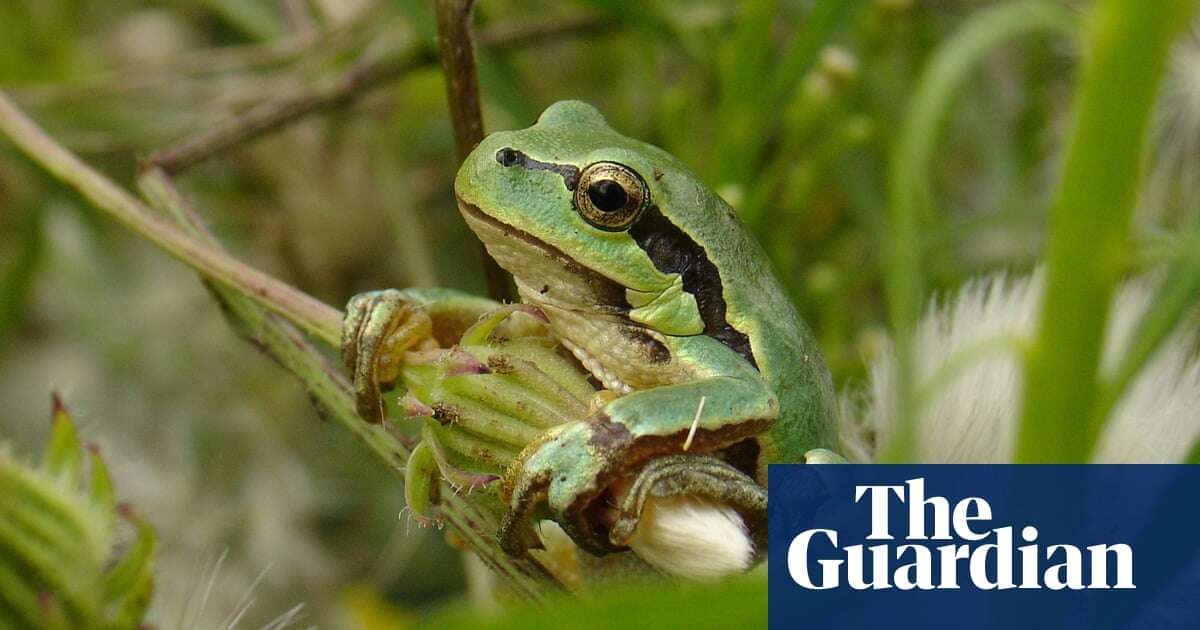 Hitchhiking frog article hopped over a crucial detail | Brief letters