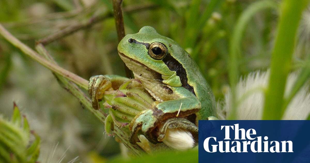 Colombian tree frog found by Sheffield florist highlights invasive species threat