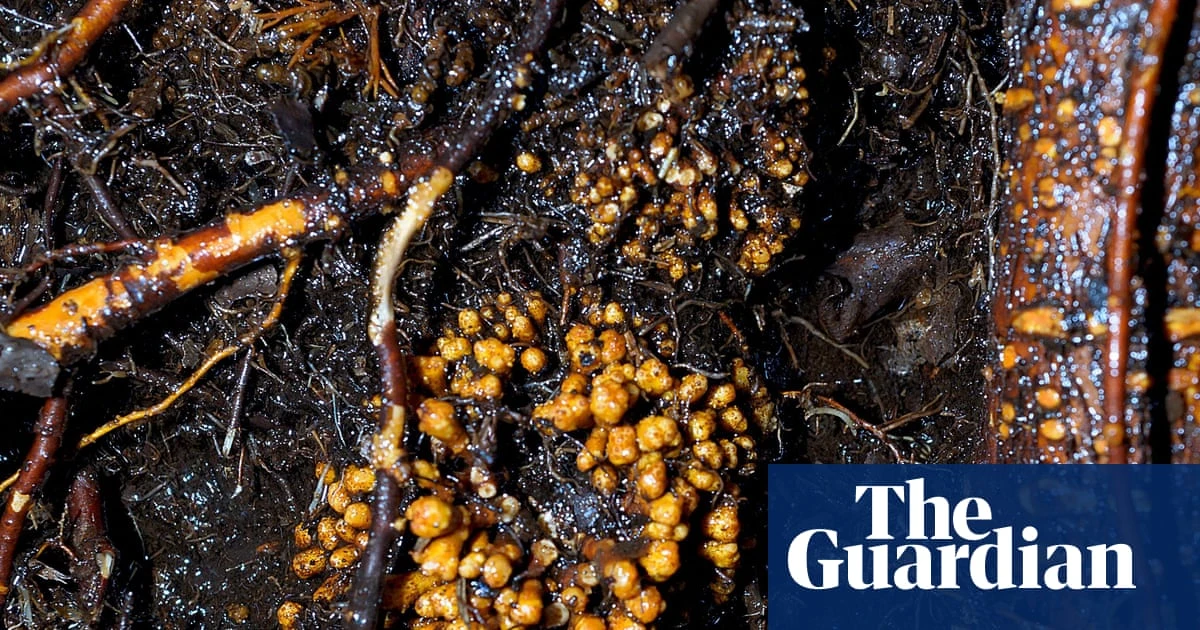 Subterranean fungi networks more than 100 quadrillion km in length, study finds
