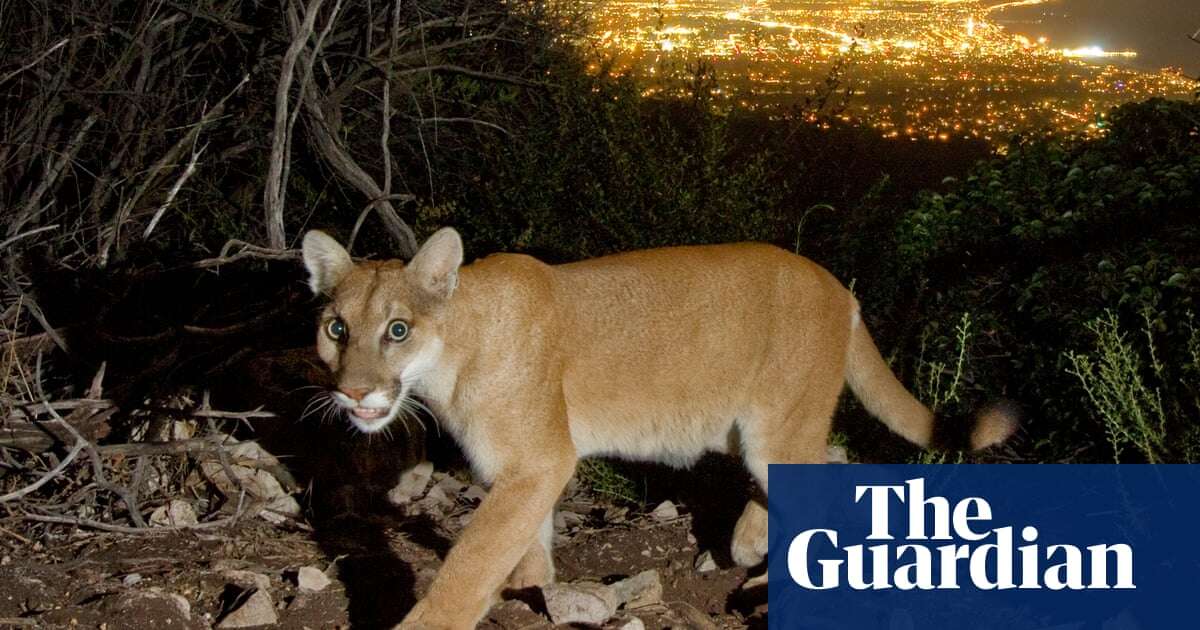 Fleeing mountain lions and scorched earth: can wildlife survive California’s wildfires?