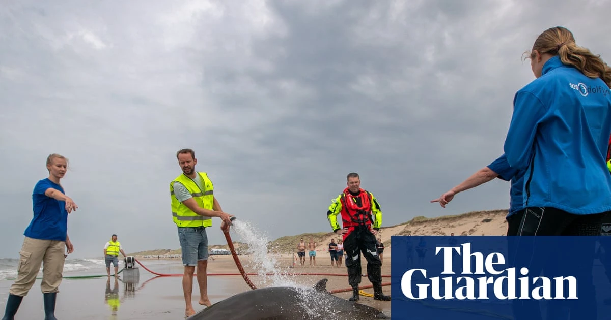 Experts baffled as rarely seen beaked whales involved in series of strandings