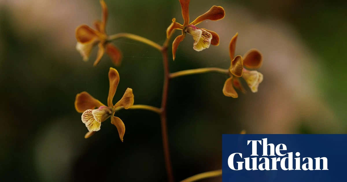 Scientists transplant soil fungi in race to save the world’s rthreatened orchids