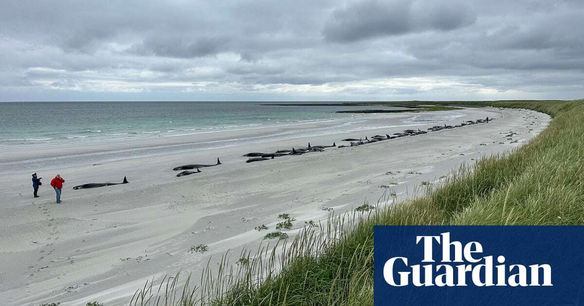 How to solve a mass stranding: what caused 77 healthy whales to die on a Scottish beach?