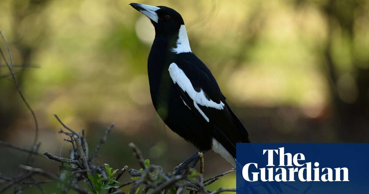 Suspected poisoning of 30 magpies in Cootamundra under investigation