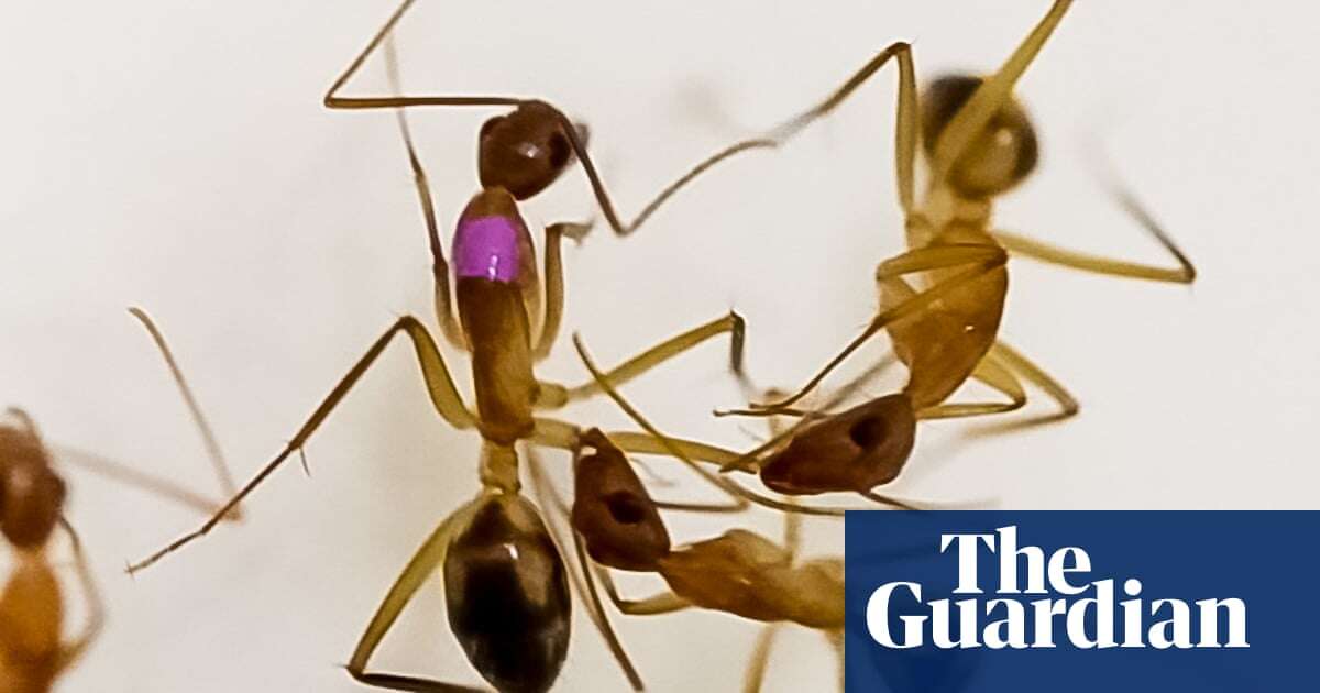 Ants can carry out life-saving amputations on injured nest mates, study shows