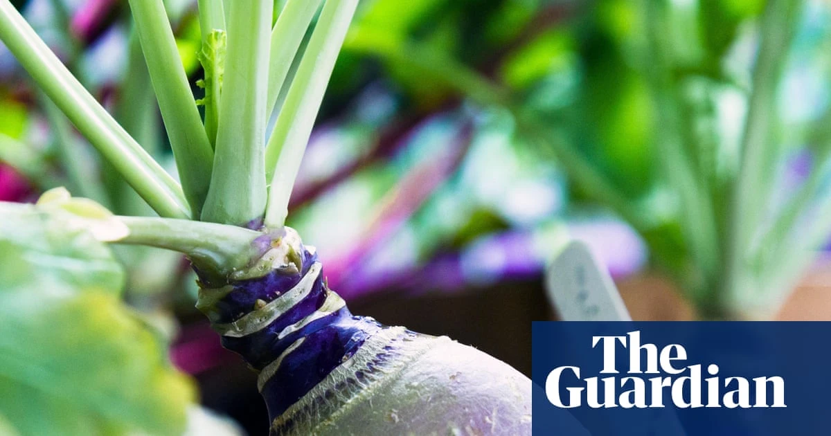 Swedes deserve a moment in the sun: here’s how to grow them