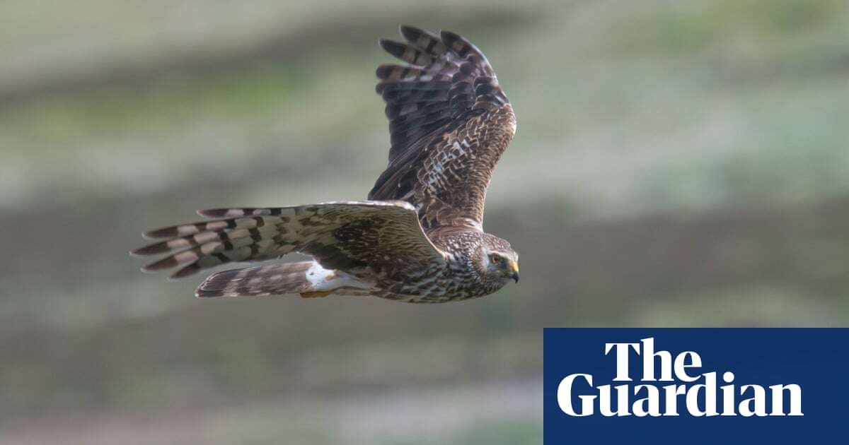 More hen harriers killed in UK during 2023 than in any other year, RSPB says