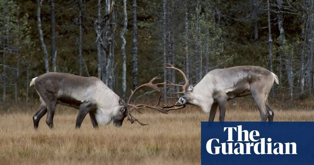 Ghosts of the landscape: how folklore and songs are key to rewilding Finland’s reindeer