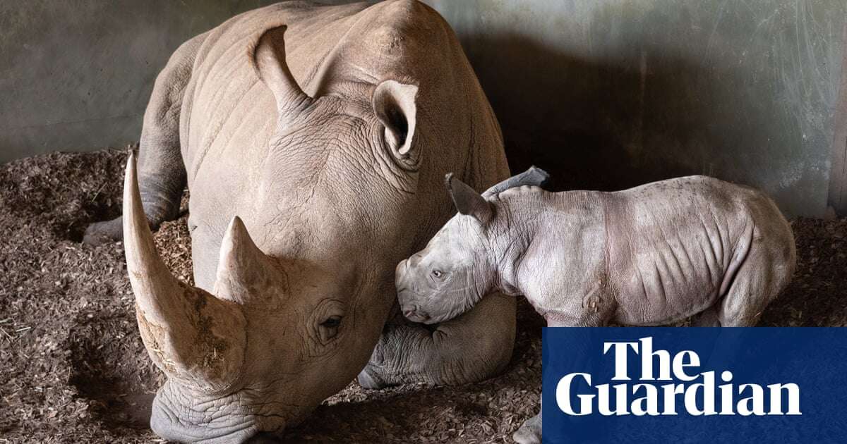 Melbourne zoo welcomes rare southern white rhino calf to the world