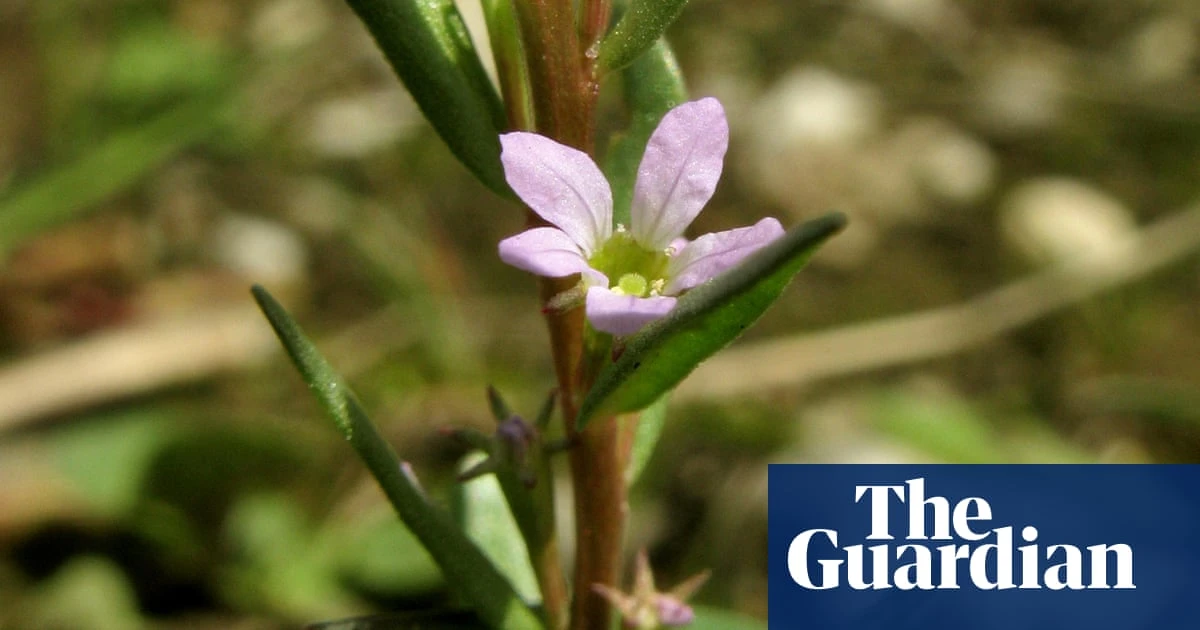 Plantwatch: restored ghost ponds bring seeds back to life