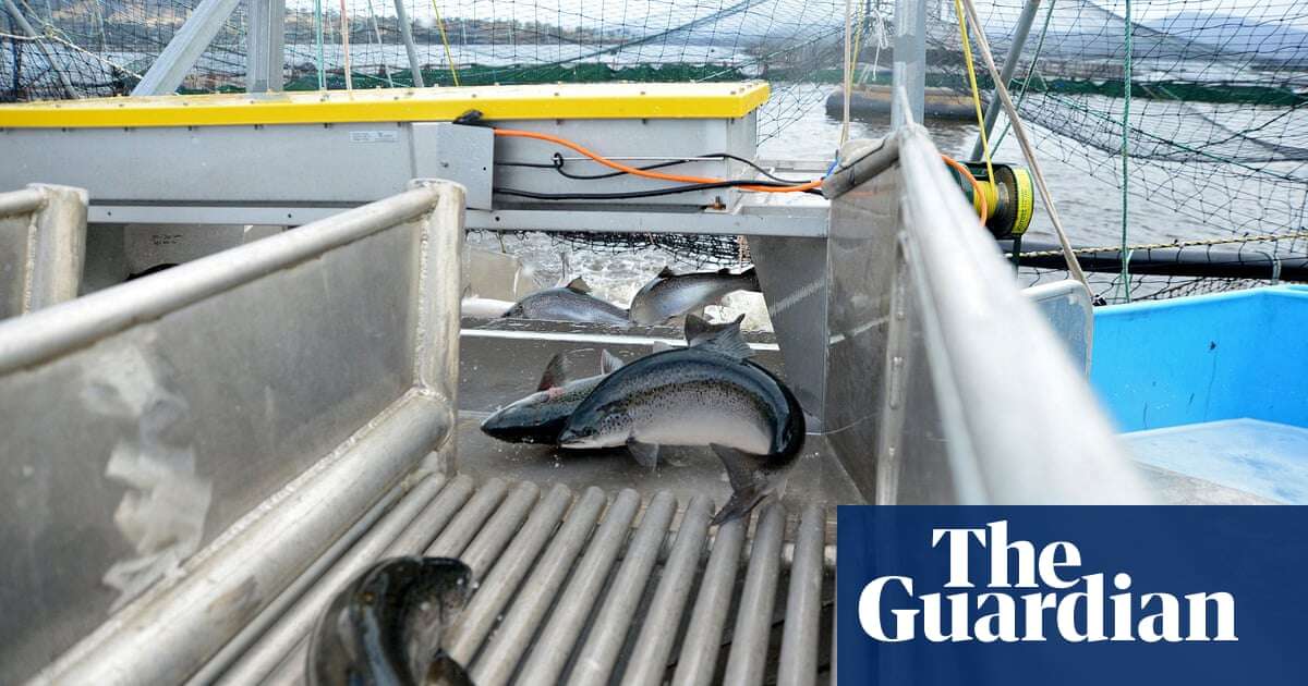 Antibiotics found in wild fish near Tasmanian salmon farms at nearly five times allowed limit, reports show