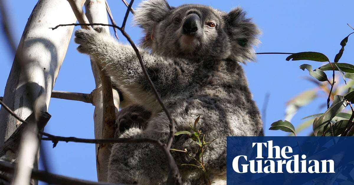 A third of land set aside for restoration in worse state than before, Australian offset audit finds