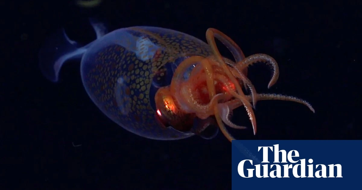 Live colossal squid captured on video in wild for first time ever