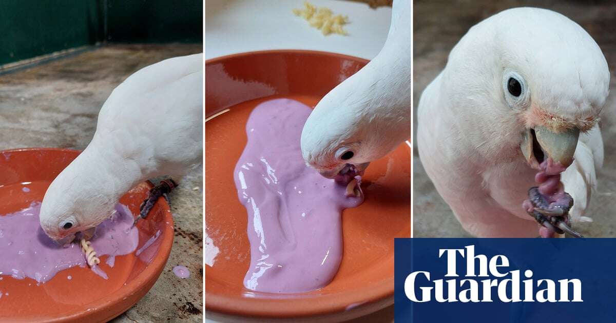 Cockatoos show appetite for dips when eating bland food, find scientists