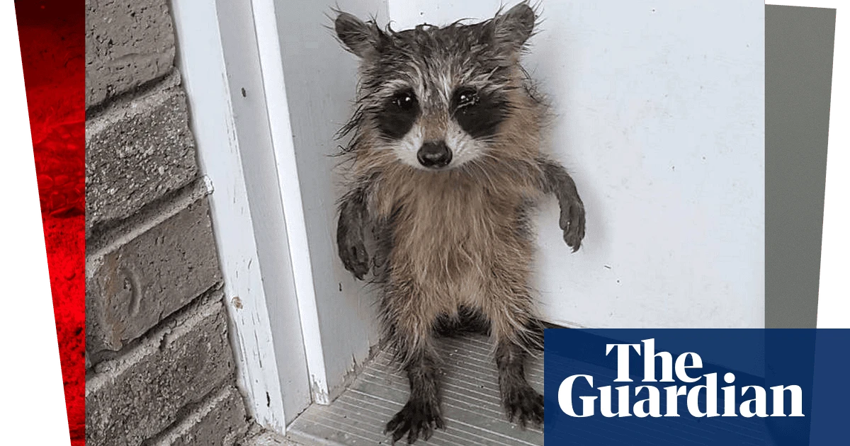 Week in wildlife: acrobatic dolphins, a lost baby raccoon and a pair of Bambis