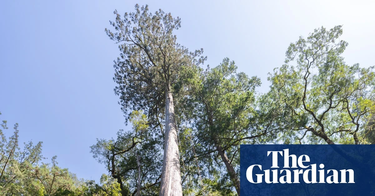 A thousand years old and 20 storeys high: tracking down Taiwan’s tallest trees