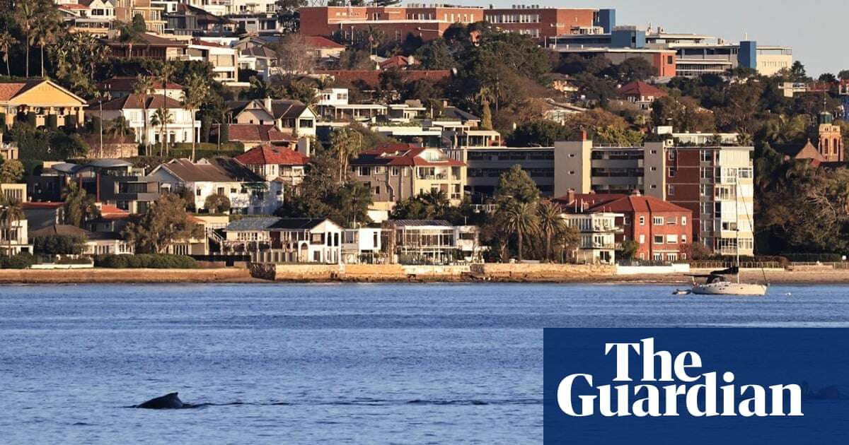 Humpback whale rescue mission in Sydney Harbour continues