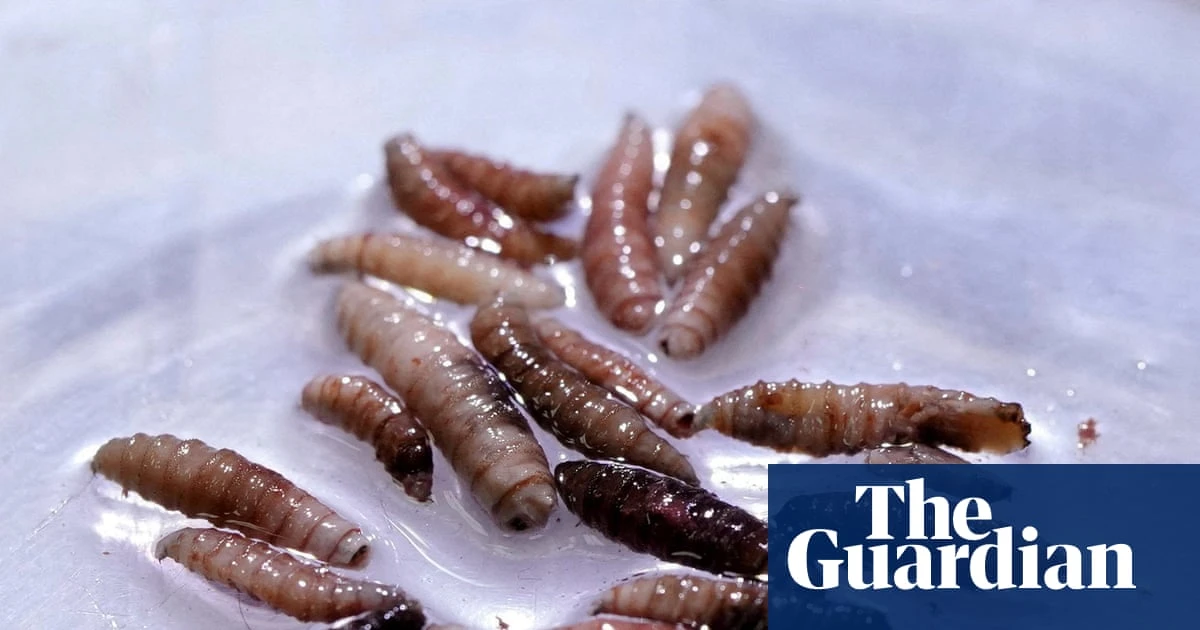 Alarm as once-eradicated flesh-eating parasite found in calf in Texas