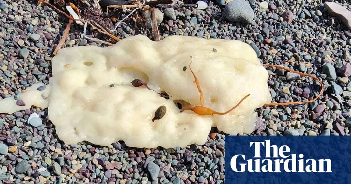 ‘The first thing I did was poke it’: Canada beach blobs mystery solved by chemists