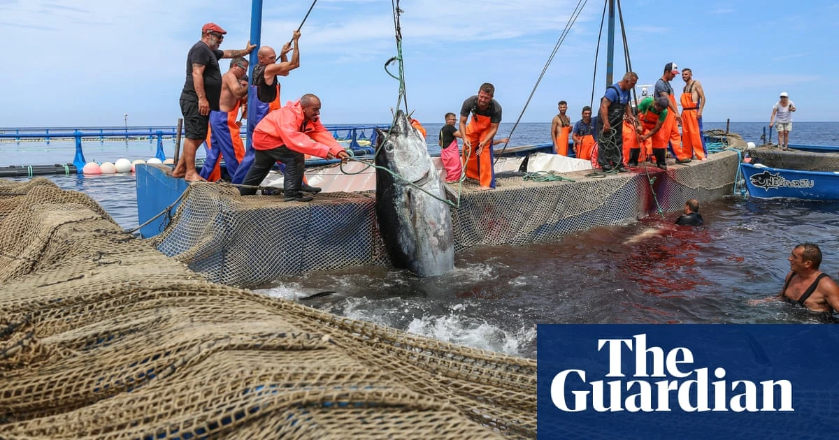 ‘A frenzy of bodies in the chamber of death’: Italian fishers fight to preserve an ancient tradition