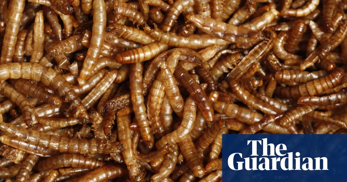 ‘Yuck factor’: eating insects rather than meat to help the planet is failing, study finds