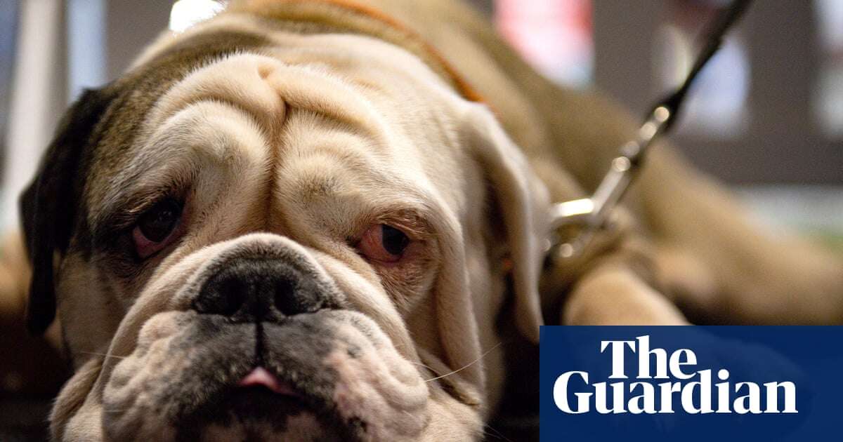 Genetics Pets could be gene-edited under new English law, says RSPCA