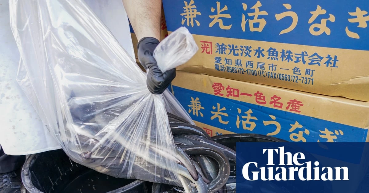 Inside the illegal eel trade: is there a way to stop Europe’s biggest wildlife crime before it’s too late?